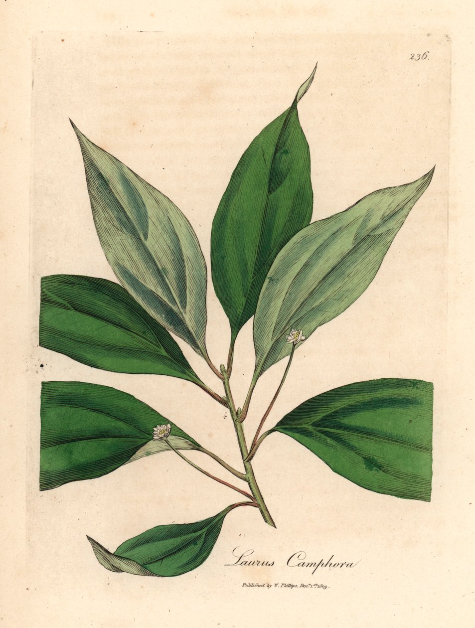 Kamferipuu, Laurus camphora, James Sowerbyn kasvitieteellisestä kuvituksesta William Woodvillestä ja Sir William Jackson Hookerin "Medical Botany" 1832 (käsinvärinen kuparikaiverrus) tekijältä James (after) Sowerby