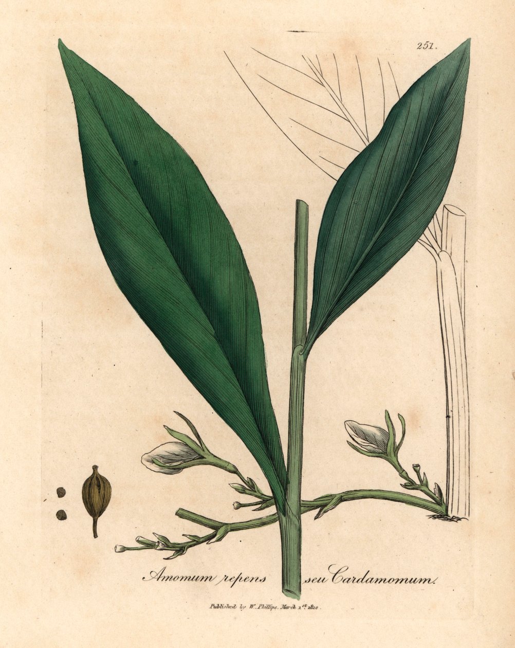 Kardemumma, Elettaria cardamomum, William Woodvillen James Sowerbyn kasvitieteellisestä kuvituksesta ja Sir William Jackson Hookerin "Medical Botany" 1832 (käsinvärinen kuparikaiverrus) tekijältä James (after) Sowerby