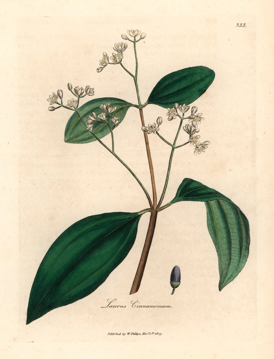 Kanelipuu, Laurus cinnamomum, William Woodvillen James Sowerbyn kasvitieteellisestä kuvituksesta ja Sir William Jackson Hookerin "Medical Botany" 1832 (käsinvärinen kuparikaiverrus) tekijältä James (after) Sowerby