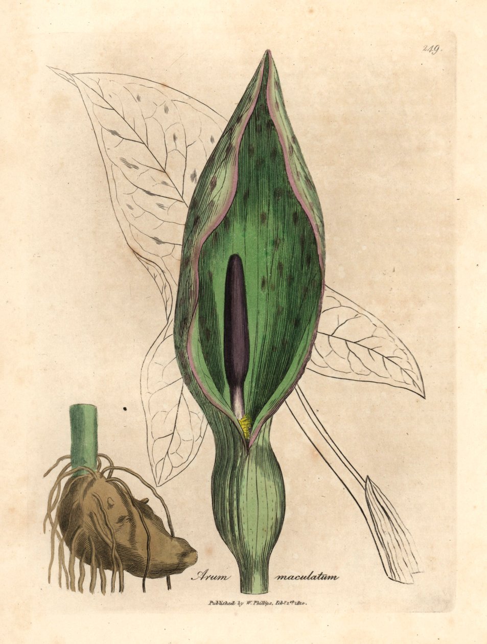 Harvinainen arum, Arum maculatum, James Sowerbyn kasvitieteellisestä kuvituksesta William Woodvillesta ja Sir William Jackson Hookerin teoksesta "Medical Botany" 1832 (käsinvärinen kuparikaiverrus) tekijältä James (after) Sowerby
