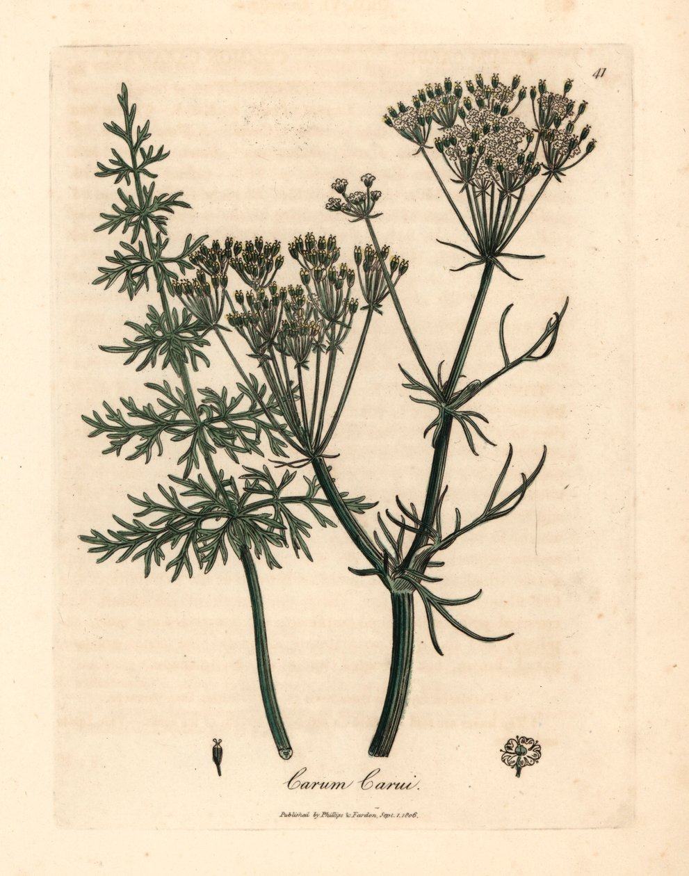 Tavallinen kumina, Carum carui, James Sowerbyn kasvitieteellisestä kuvituksesta William Woodvillesta ja Sir William Jackson Hookerin teoksesta "Medical Botany" 1832 (käsinvärinen kuparikaiverrus) tekijältä James (after) Sowerby
