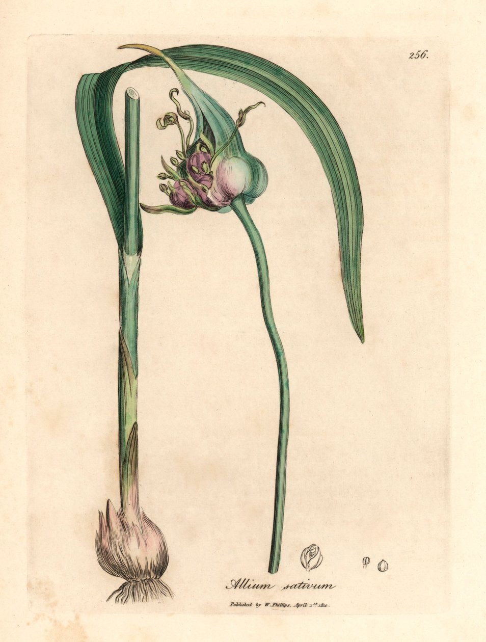 Tavallinen viljelty valkosipuli, Allium sativum, William Woodvillen James Sowerbyn kasvitieteellisestä kuvituksesta ja Sir William Jackson Hookerin "Medical Botany" 1832 (käsinvärinen kuparikaiverrus) tekijältä James (after) Sowerby