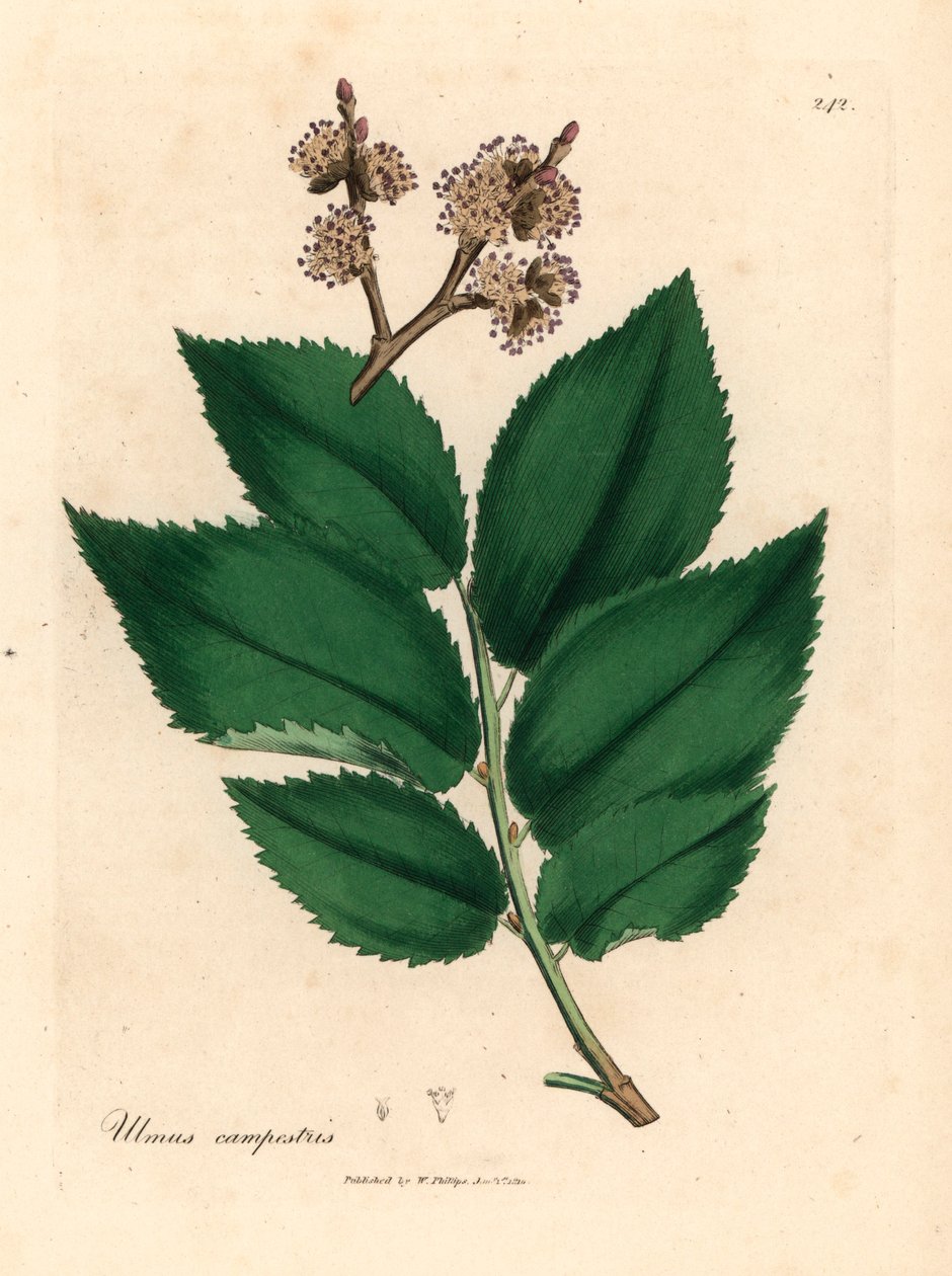 Jalava, Ulmus campestris, James Sowerbyn William Woodvillen kasvitieteellisestä kuvituksesta ja Sir William Jackson Hookerin "Medical Botany" 1832 (käsinvärinen kuparikaiverrus) tekijältä James (after) Sowerby