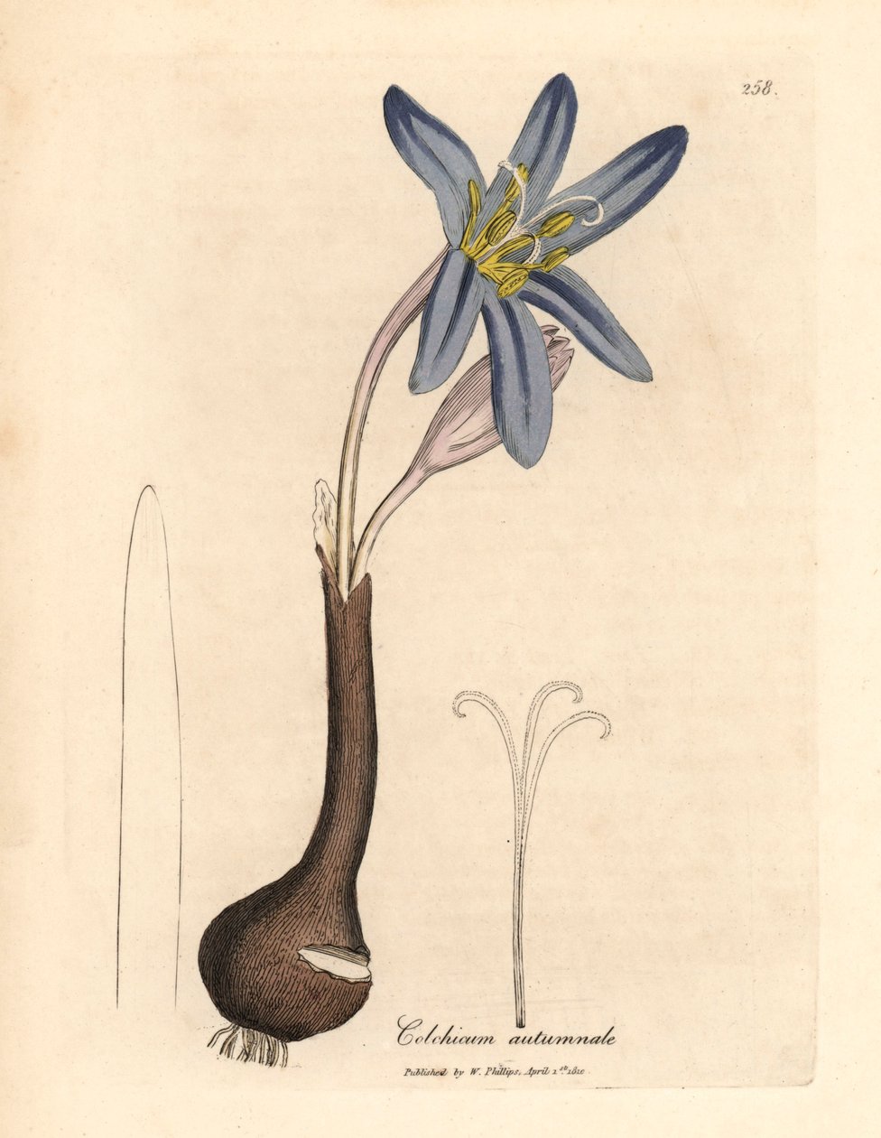 Tavallinen niittysahrami, Colchicum autumnale, James Sowerbyn kasvitieteellisestä kuvituksesta William Woodvillestä ja Sir William Jackson Hookerin teoksesta "Medical Botany" 1832 (käsinvärinen kuparikaiverrus) tekijältä James (after) Sowerby