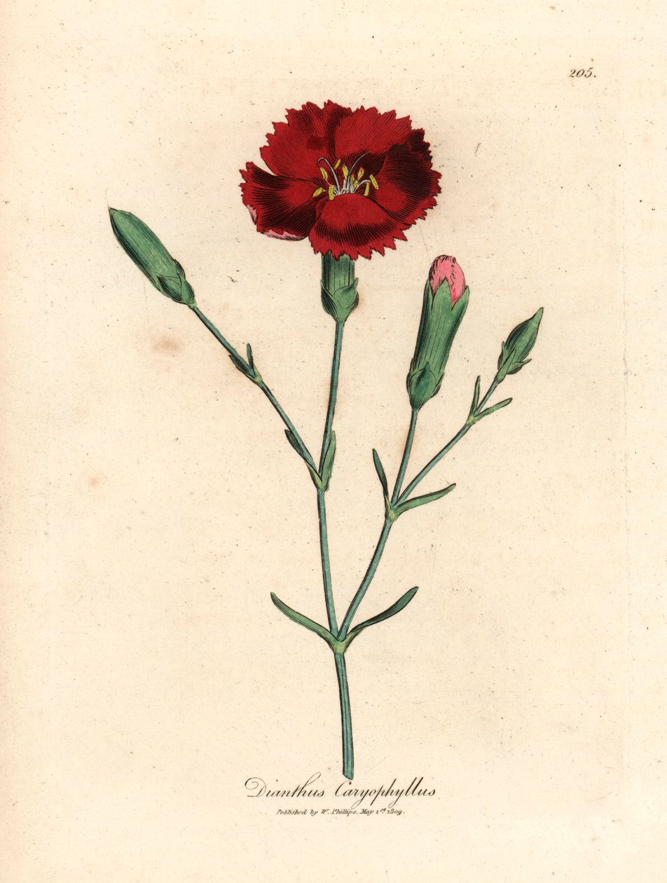 Crimson neilikka, neilikka pinkki, Dianthus caryophyllus, James Sowerbyn kasvitieteellisestä kuvituksesta William Woodvillesta ja Sir William Jackson Hookerin "Medical Botany" 1832 (käsinvärinen kuparikaiverrus) tekijältä James (after) Sowerby