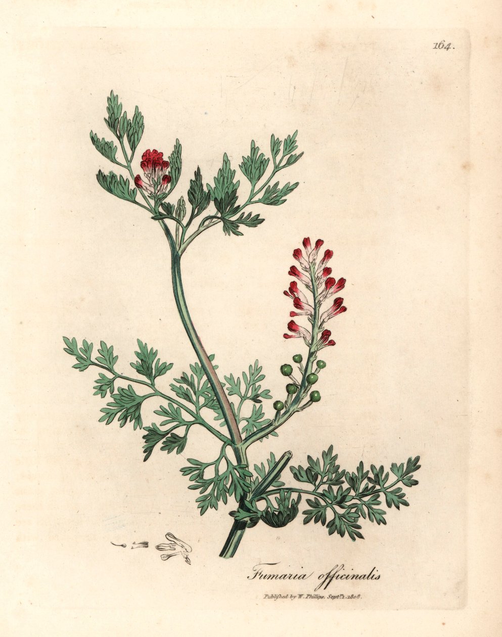 Crimson kukkainen fumitoria, Fumaria officinalis, James Sowerbyn kasvitieteellisestä kuvituksesta William Woodvillestä ja Sir William Jackson Hookerin "Medical Botany" 1832 (käsinvärinen kuparikaiverrus) tekijältä James (after) Sowerby