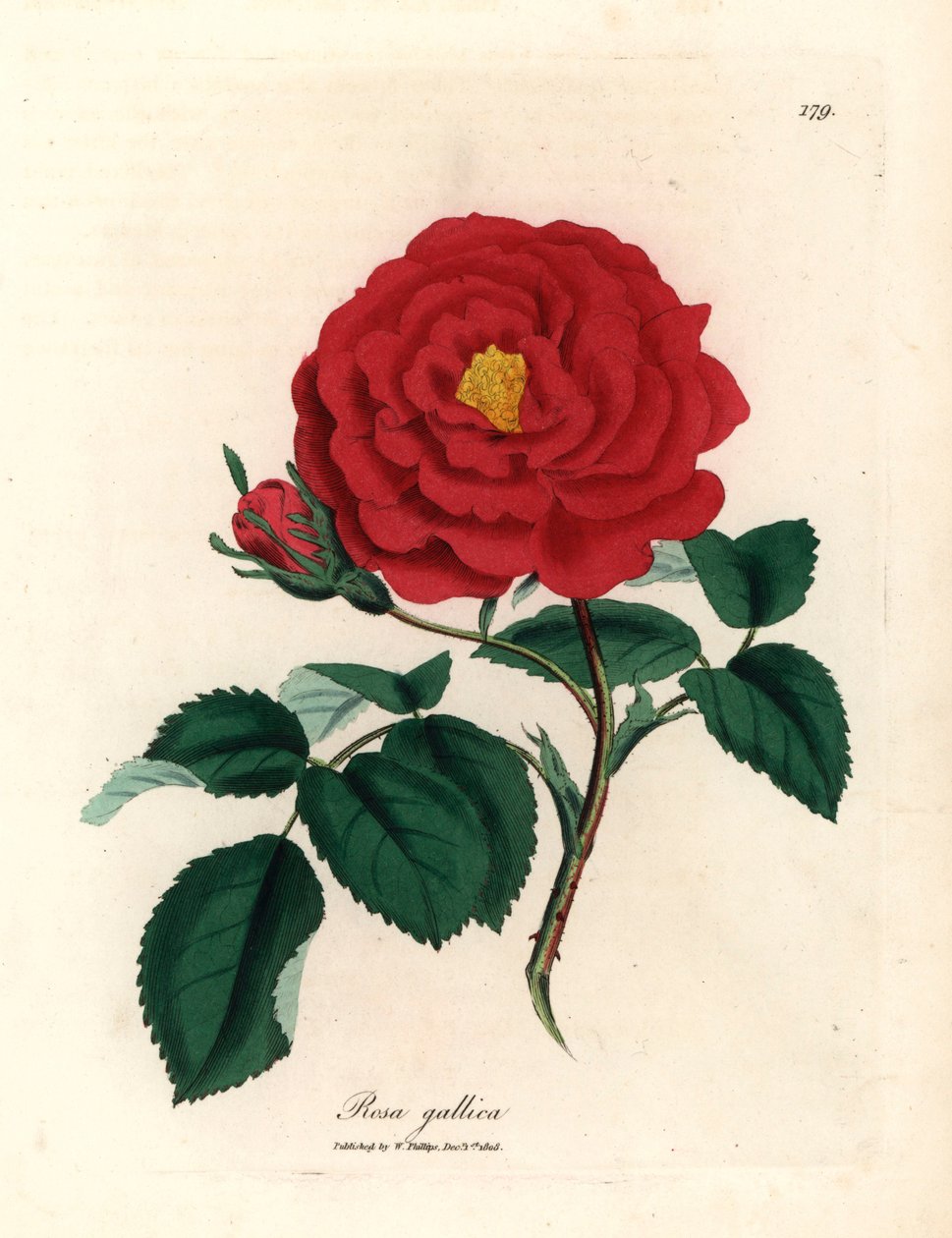 Crimson officinal ruusu, Rosa gallica, James Sowerbyn kasvitieteellisestä kuvituksesta William Woodvillesta ja Sir William Jackson Hookerin "Medical Botany" 1832 (käsinvärinen kuparikaiverrus) tekijältä James (after) Sowerby