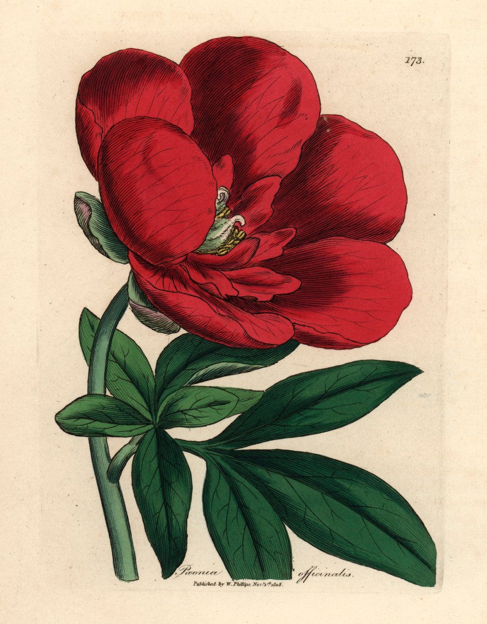 Crimson pioni, Paeonia officinalis, James Sowerbyn kasvitieteellisestä kuvituksesta William Woodvillestä ja Sir William Jackson Hookerin "Medical Botany" 1832 (käsinvärinen kuparikaiverrus) tekijältä James (after) Sowerby