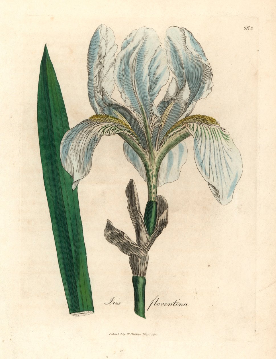 Firenzen iiris, Iris florentina, James Sowerbyn kasvitieteellisestä kuvituksesta William Woodvillesta ja Sir William Jackson Hookerin teoksesta "Medical Botany" 1832 (käsinvärinen kuparikaiverrus) tekijältä James (after) Sowerby