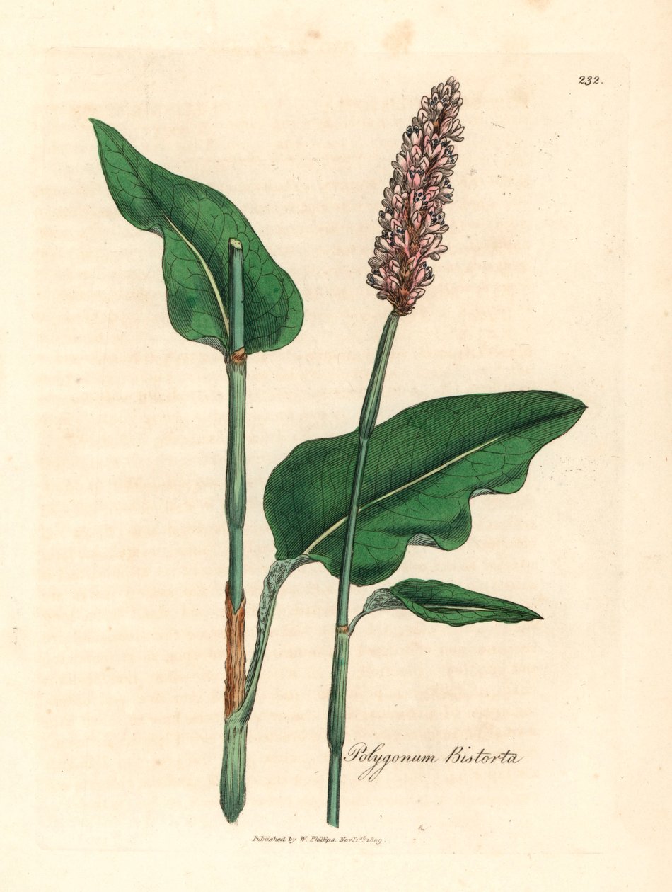 Suurempi bistorta, Polygonum bistorta, James Sowerbyn kasvitieteellisestä kuvituksesta William Woodvillestä ja Sir William Jackson Hookerin teoksesta "Medical Botany" 1832 (käsinvärinen kuparilevykaiverrus) tekijältä James (after) Sowerby