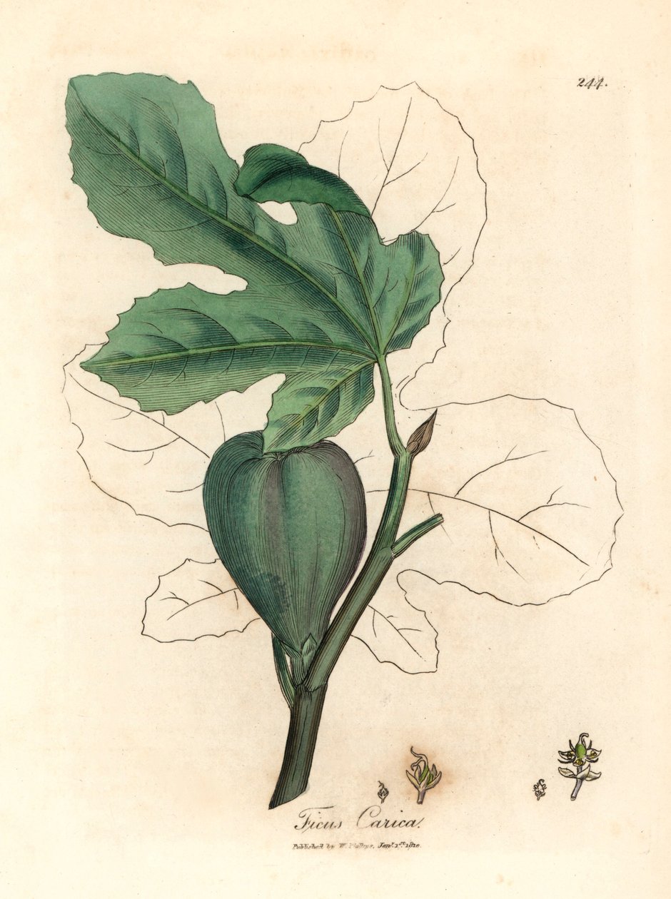 Vihreä viikuna, hedelmät, lehdet, lehtien ääriviivat, Ficus carica, James Sowerbyn kasvitieteellisestä kuvituksesta William Woodvillesta ja Sir William Jackson Hookerin "Medical Botany" 1832 (käsinvärinen kuparikaiverrus) tekijältä James (after) Sowerby