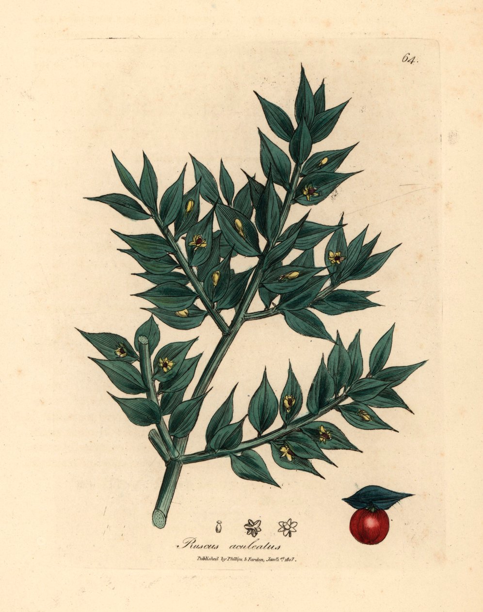 Vihreä kukkainen teurastamon luuta, Ruscus aculeatus, James Sowerbyn kasvitieteellisestä kuvituksesta William Woodvillestä ja Sir William Jackson Hookerin "Medical Botany" 1832 (käsinvärinen kuparikaiverrus) tekijältä James (after) Sowerby