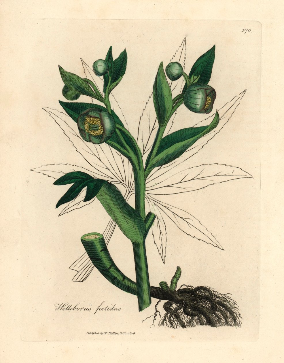 Vihreäkukkainen haiseva hellebore tai karhun jalka, Helleborus foetidus, James Sowerbyn kasvitieteellisestä kuvituksesta William Woodvillestä ja Sir William Jackson Hookerin "Medical Botany" 1832 (käsinvärinen kuparikaiverrus) tekijältä James (after) Sowerby