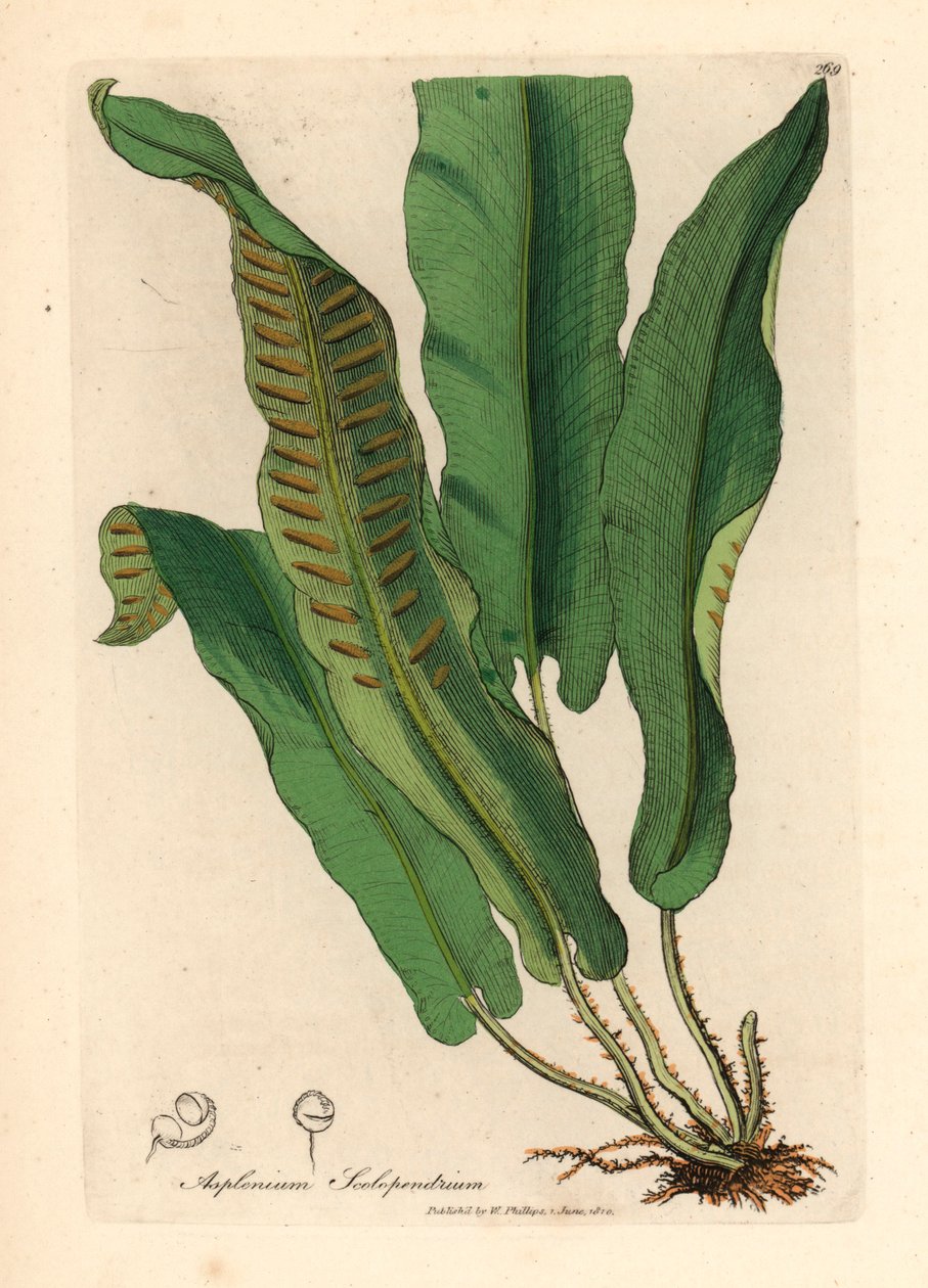 Harts-tongue saniainen, Asplenium scolopendrium, James Sowerbyn kasvitieteellisestä kuvituksesta William Woodvillestä ja Sir William Jackson Hookerin "Medical Botany" 1832 (käsinvärinen kuparikaiverrus) tekijältä James (after) Sowerby
