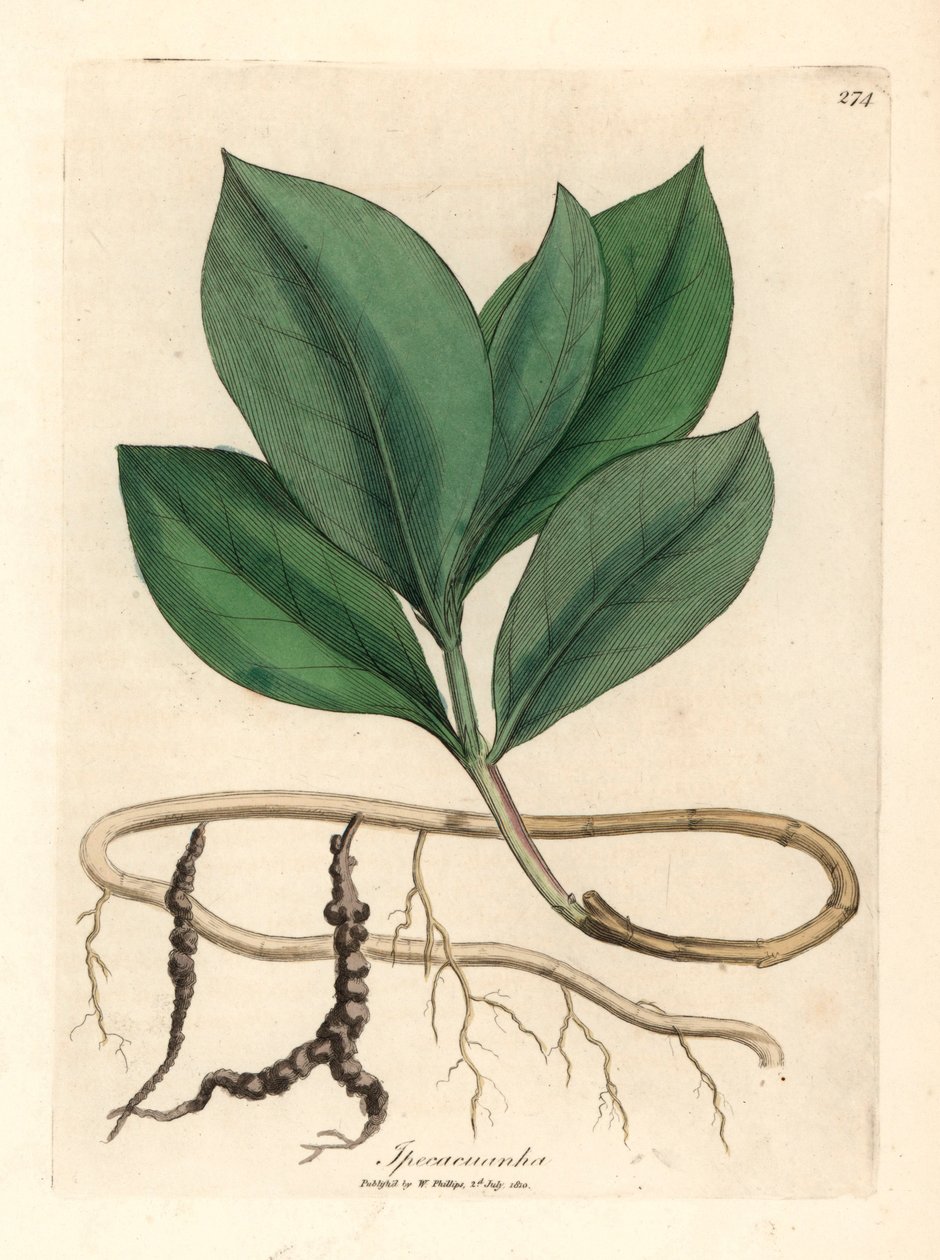 Ipecacuan, Ipecacuanha, James Sowerbyn William Woodvillen kasvitieteellisestä kuvituksesta ja Sir William Jackson Hookerin "Medical Botany" 1832 (käsinvärinen kuparikaiverrus) tekijältä James (after) Sowerby