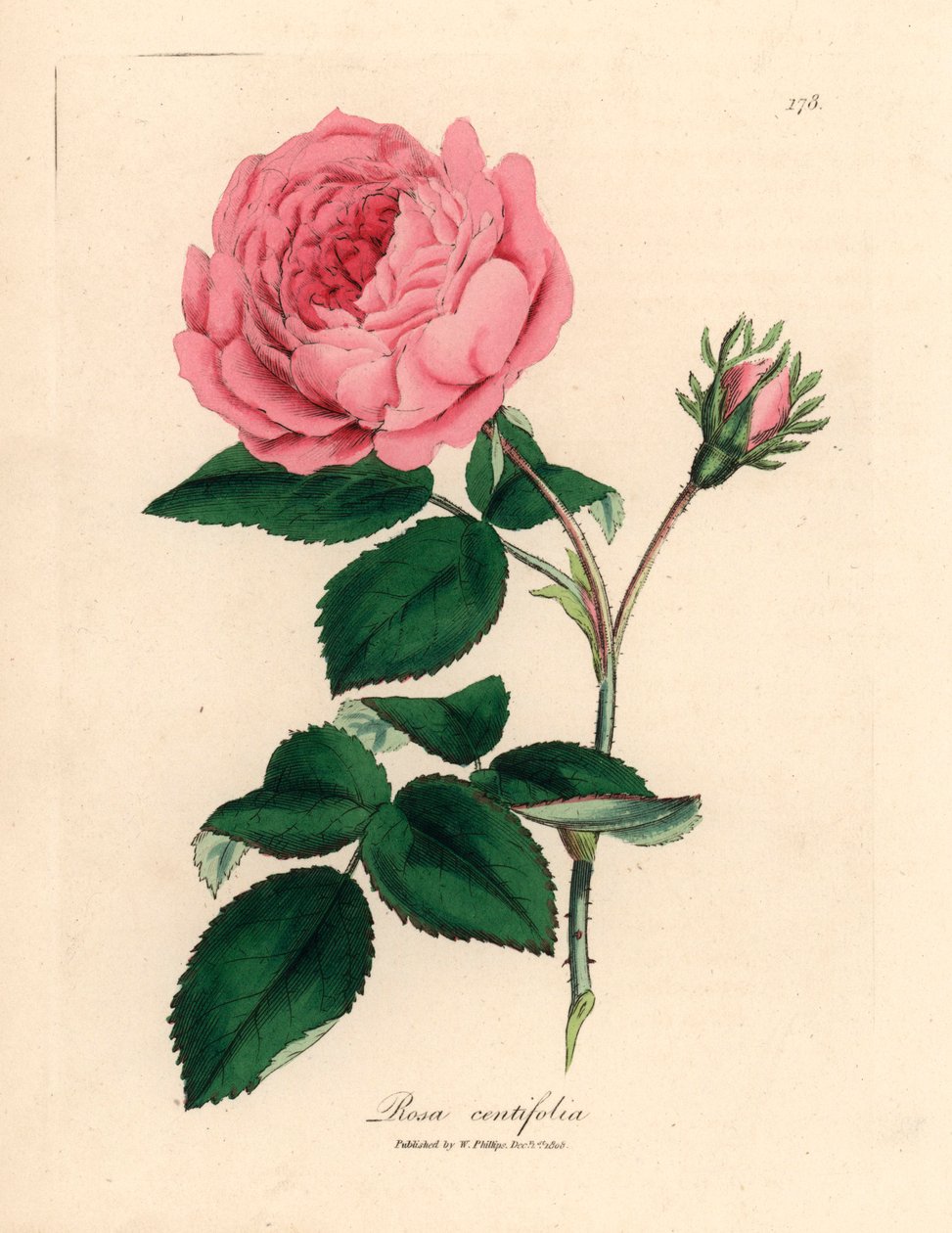 Suuri vaaleanpunainen satalehtinen ruusu, Rosa centifolia, William Woodvillen James Sowerbyn kasvitieteellisestä kuvituksesta ja Sir William Jackson Hookerin "Medical Botany" 1832 (käsinvärinen kuparikaiverrus) tekijältä James (after) Sowerby