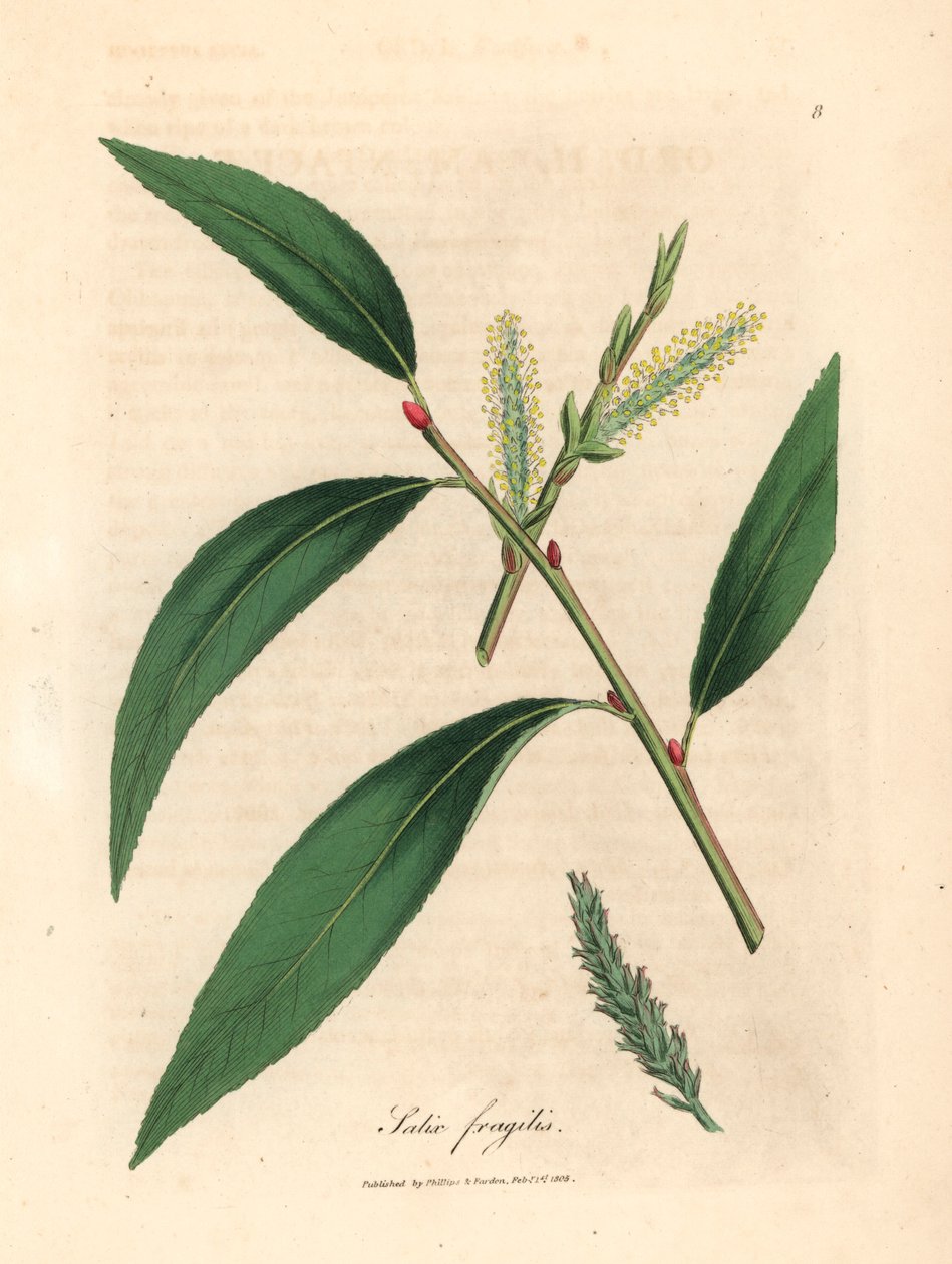 Halkeamapajun, Salix fragilis, lehdet ja karhunpennut, James Sowerbyn kasvitieteellisestä kuvituksesta William Woodvillesta ja Sir William Jackson Hookerin teoksesta "Medical Botany" 1832 (käsinvärinen kuparilevykaiverrus) tekijältä James (after) Sowerby