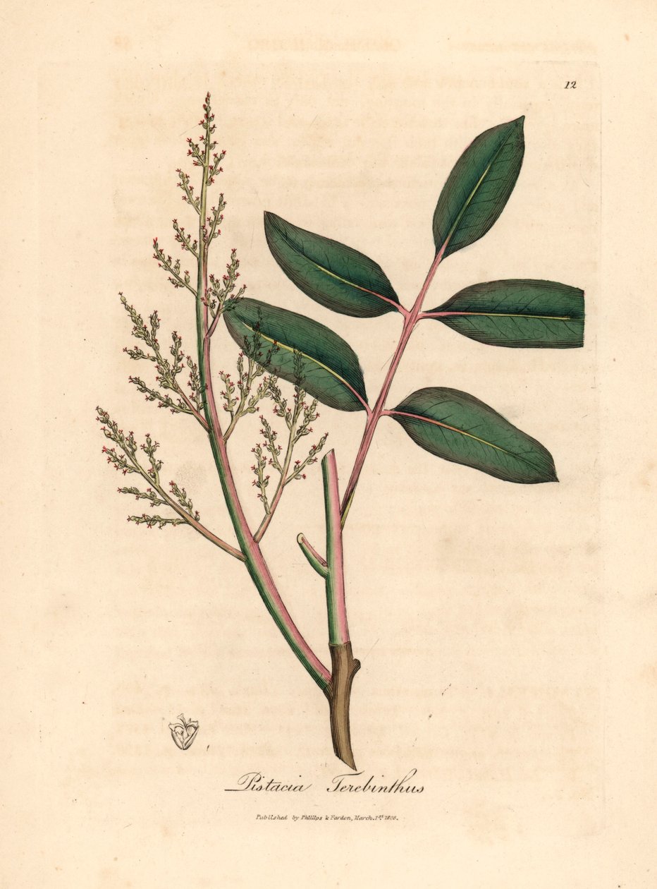 Chian-puun tai Kyproksen tärpättipuun, Pistacia terebinthusin, lehdet ja kukat James Sowerbyn kasvitieteellisestä kuvituksesta William Woodvillesta ja Sir William Jackson Hookerin teoksesta "Medical Botany" 1832 (käsinvärinen kuparilevykaiverrus) tekijältä James (after) Sowerby