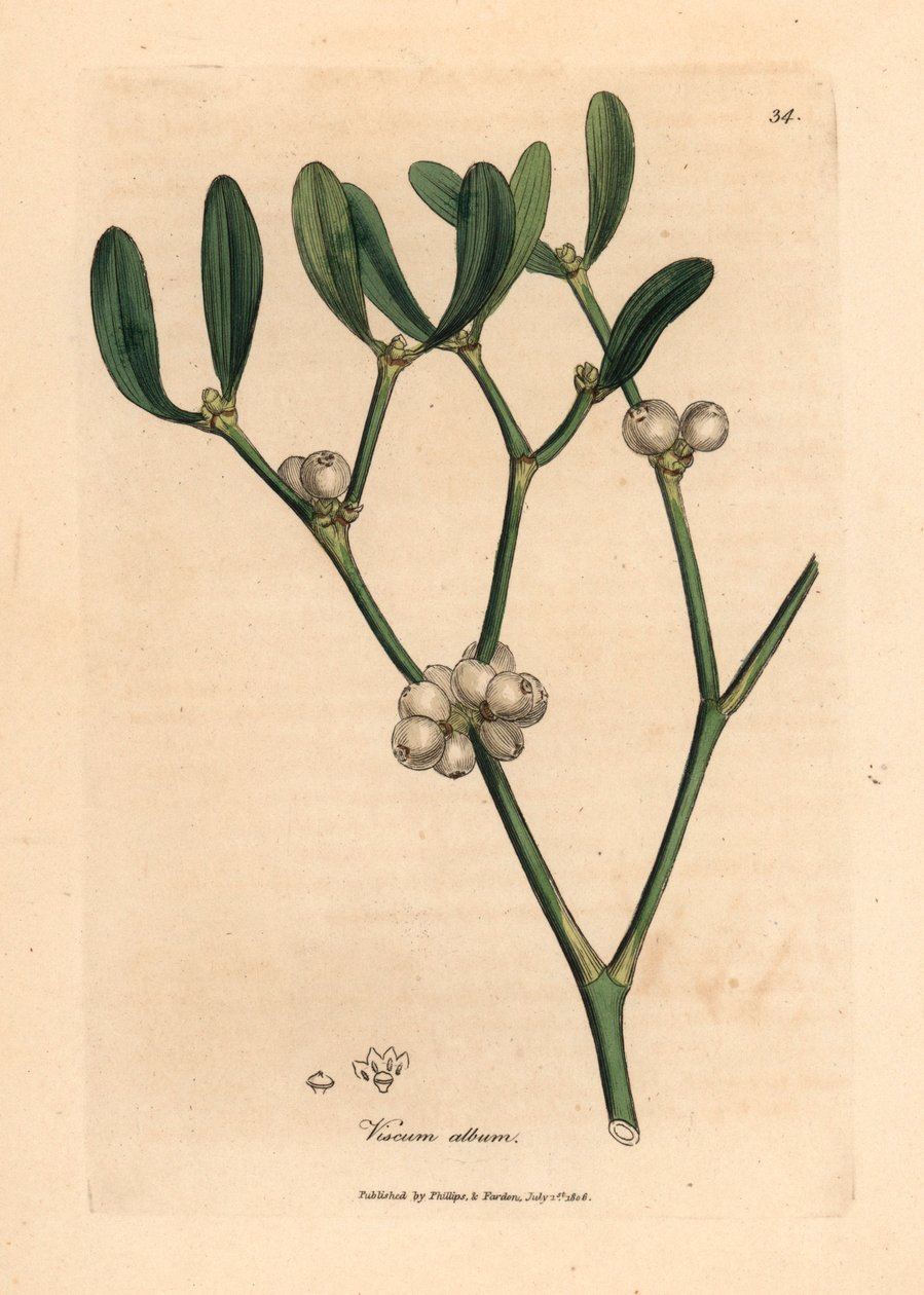 Mistelin lehdet ja valkoiset marjat, Viscum-albumi, William Woodvillen James Sowerbyn kasvitieteellisestä kuvituksesta ja Sir William Jackson Hookerin "Medical Botany" 1832 (käsinvärinen kuparikaiverrus) tekijältä James (after) Sowerby