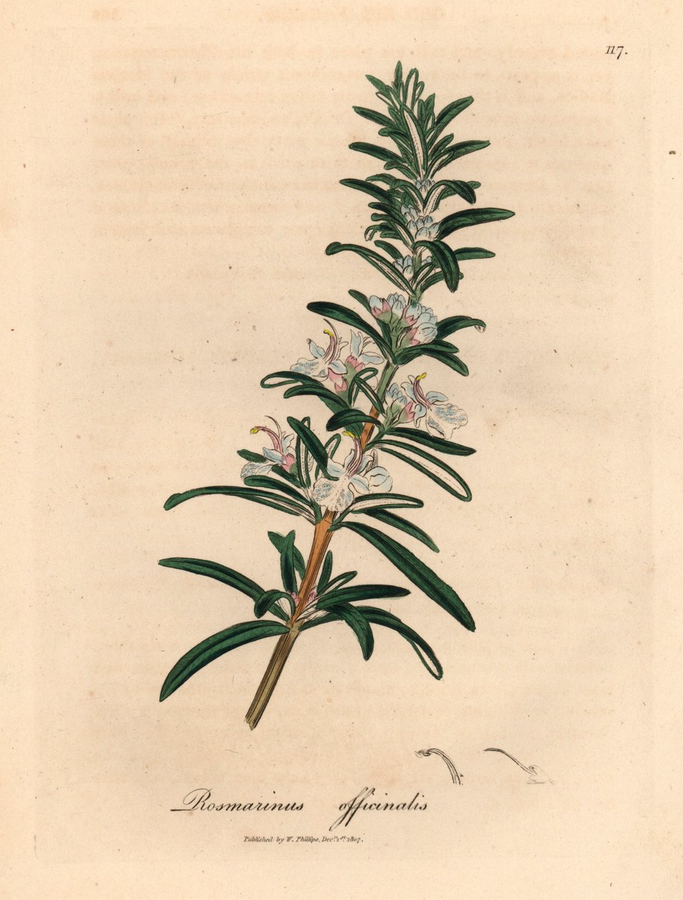 Vaaleansinikukkainen rosmariini, Rosmarinus officinalis, William Woodvillen James Sowerbyn kasvitieteellisestä kuvituksesta ja Sir William Jackson Hookerin "Medical Botany" 1832 (käsinvärinen kuparikaiverrus) tekijältä James (after) Sowerby