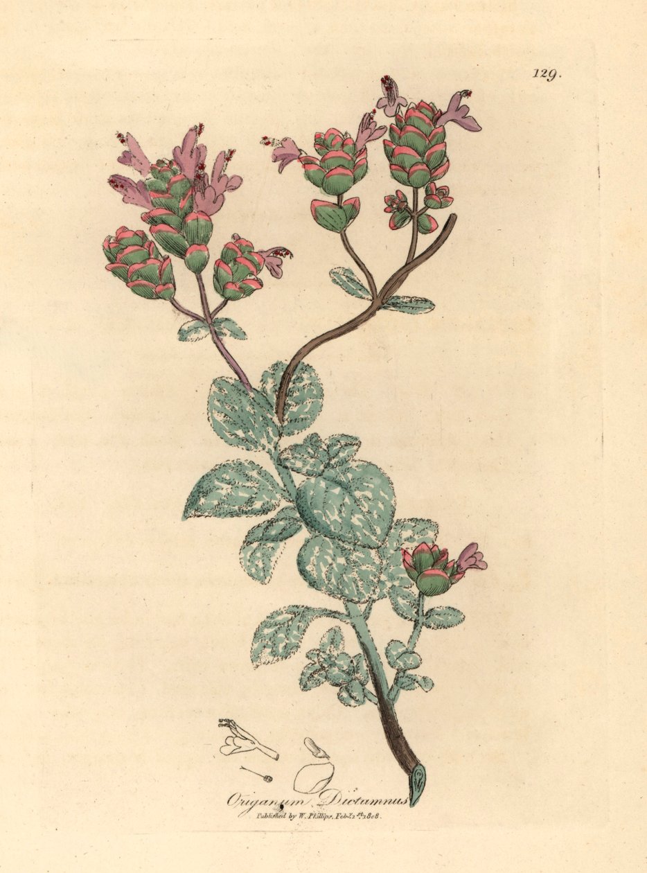 Lila kukkainen kreetan dittany, Origanum dictamnus, James Sowerbyn kasvitieteellisestä kuvituksesta William Woodvillestä ja Sir William Jackson Hookerin "Medical Botany" 1832 (käsinvärinen kuparikaiverrus) tekijältä James (after) Sowerby