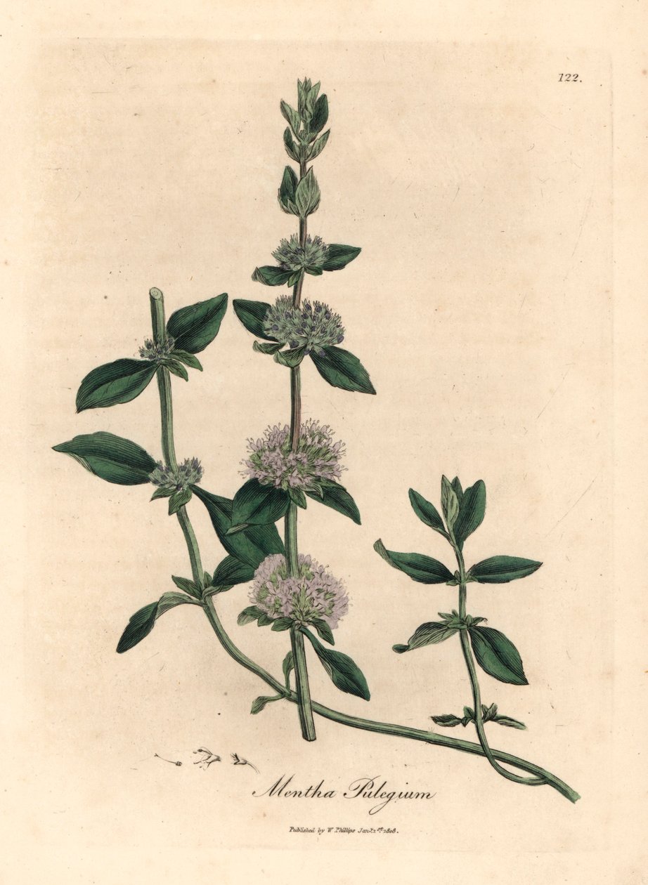Lila kukkainen pennyroyal minttu, Mentha pulegium, James Sowerbyn kasvitieteellisestä kuvituksesta William Woodvillestä ja Sir William Jackson Hookerin "Medical Botany" 1832 (käsinvärinen kuparikaiverrus) tekijältä James (after) Sowerby