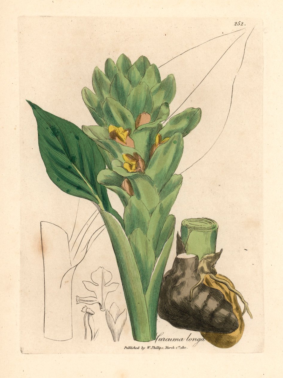 Pitkäjuurinen kurkuma, Curcuma longa, James Sowerbyn kasvitieteellisestä kuvituksesta William Woodvillesta ja Sir William Jackson Hookerin "Medical Botany" 1832 (käsinvärinen kuparikaiverrus) tekijältä James (after) Sowerby