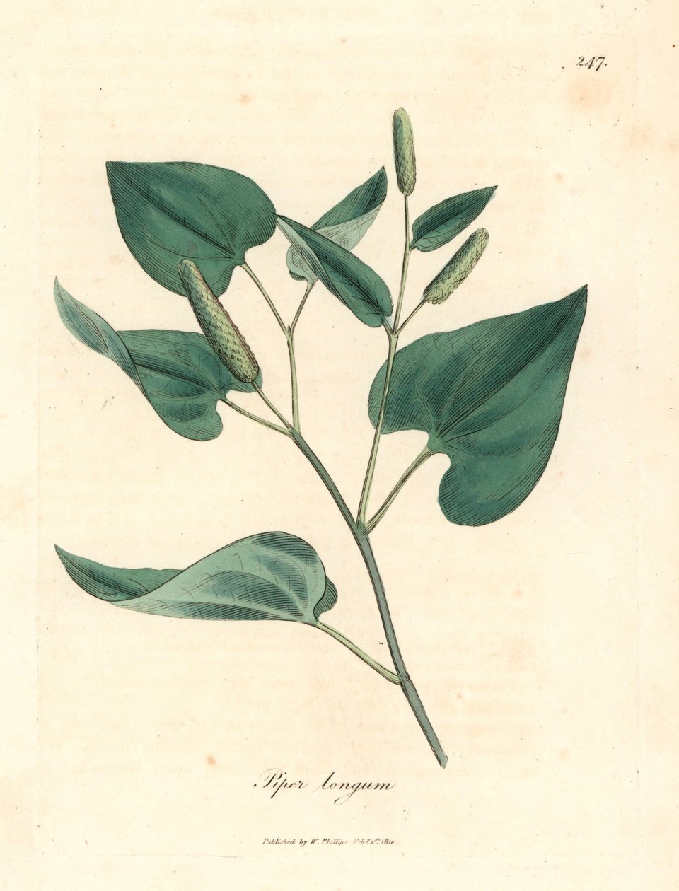 Pitkä pippuri, Piper longum, James Sowerbyn kasvitieteellisestä kuvituksesta William Woodvillesta ja Sir William Jackson Hookerin teoksesta "Medical Botany" 1832 (käsinvärinen kuparikaiverrus) tekijältä James (after) Sowerby