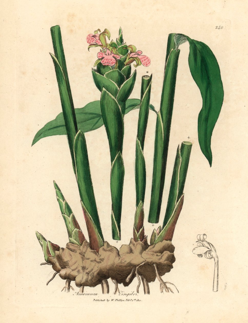 Kapealehtinen inkivääri, Zingiber officinale, James Sowerbyn kasvitieteellisestä kuvituksesta William Woodvillesta ja Sir William Jackson Hookerin "Medical Botany" 1832 (käsinvärinen kuparikaiverrus) tekijältä James (after) Sowerby