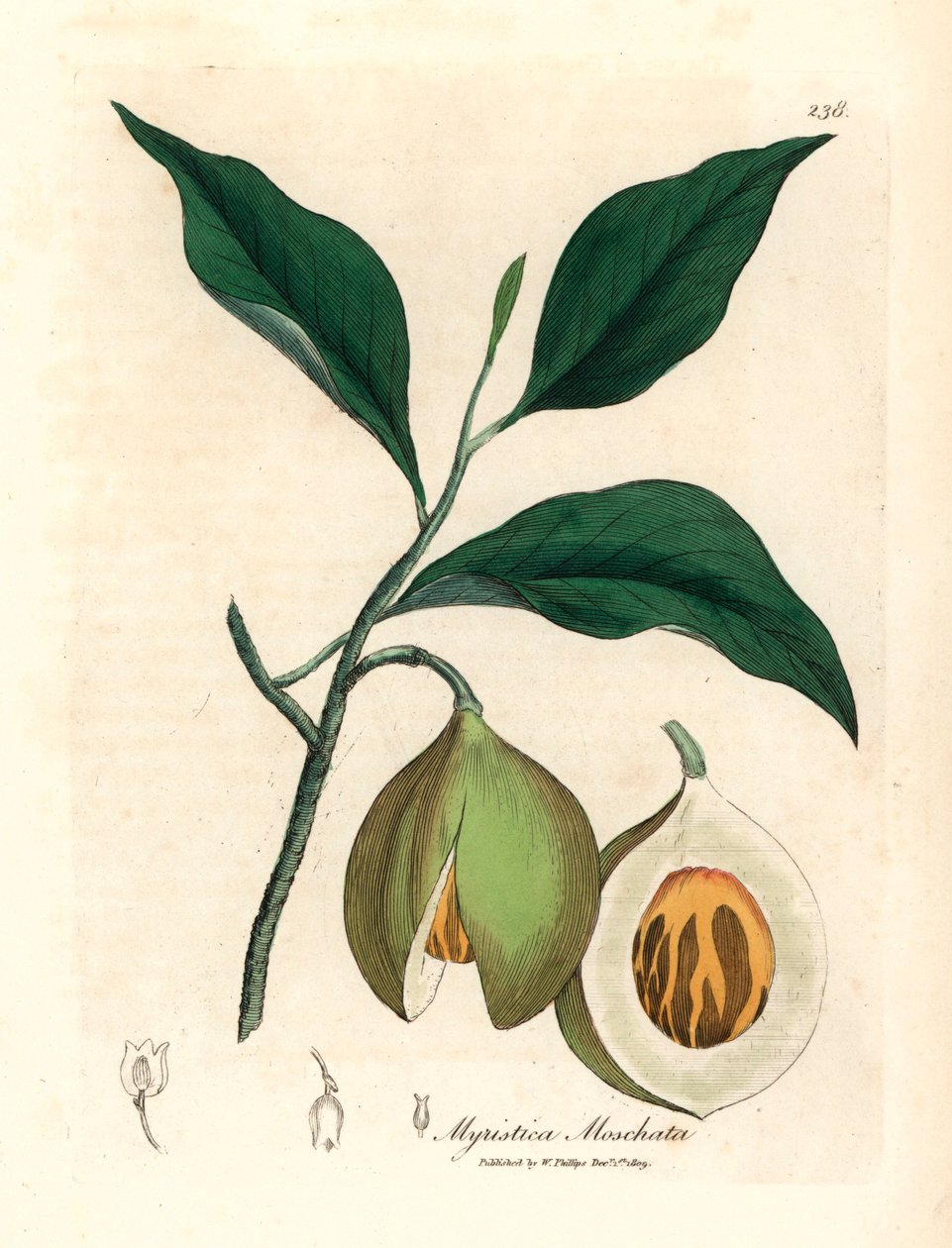 Muskottipähkinä ja muskottipuu, Myristica moschata, Myristica fragrans, William Woodvillen James Sowerbyn kasvitieteellisestä kuvituksesta ja Sir William Jackson Hookerin "Medical Botany" 1832 (käsinvärinen kuparikaiverrus) tekijältä James (after) Sowerby