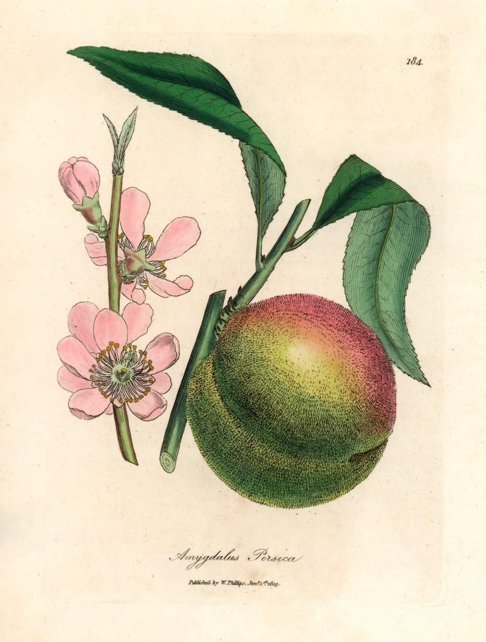 Préssec amb fruites madures i flor rosa, Amygdalus persica, a partir d