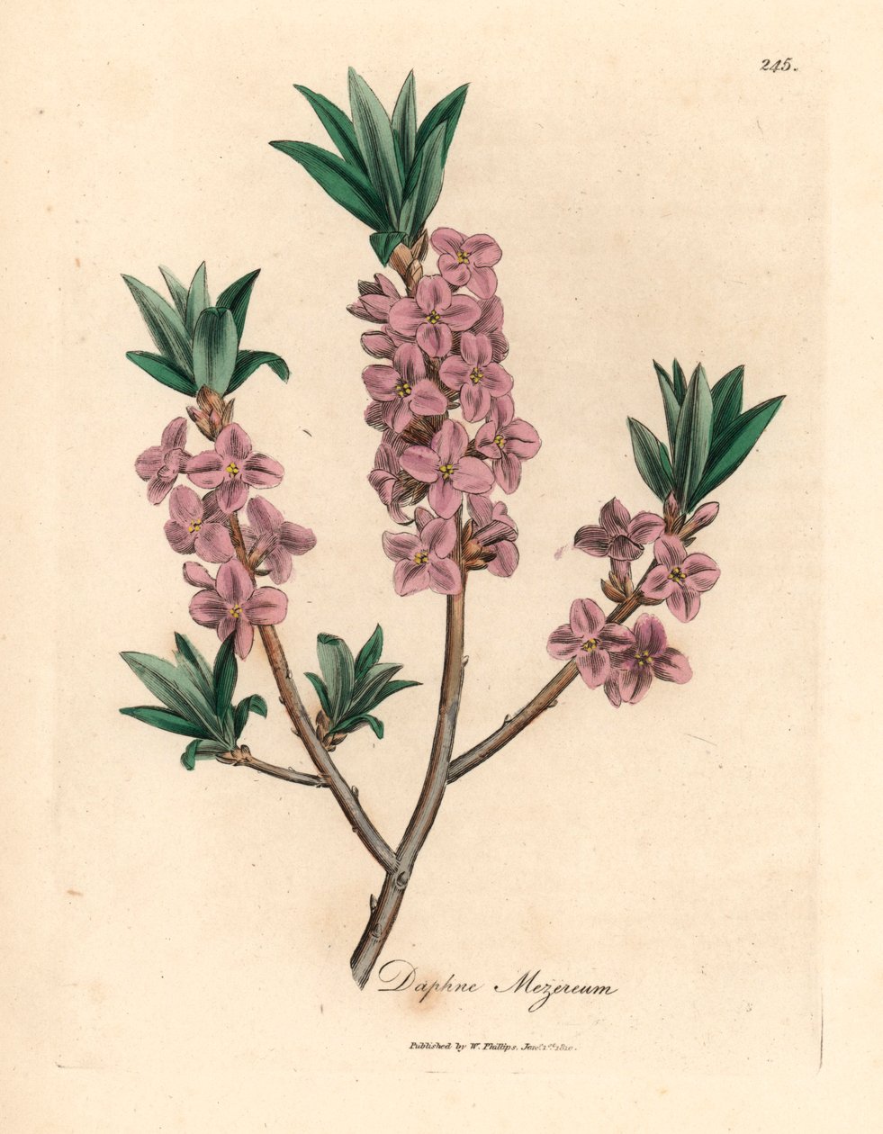 Vaaleanpunainen kukkainen mezereon, Daphne mezereum, William Woodvillen James Sowerbyn kasvitieteellisestä kuvituksesta ja Sir William Jackson Hookerin "Medical Botany" 1832 (käsinvärinen kuparikaiverrus) tekijältä James (after) Sowerby