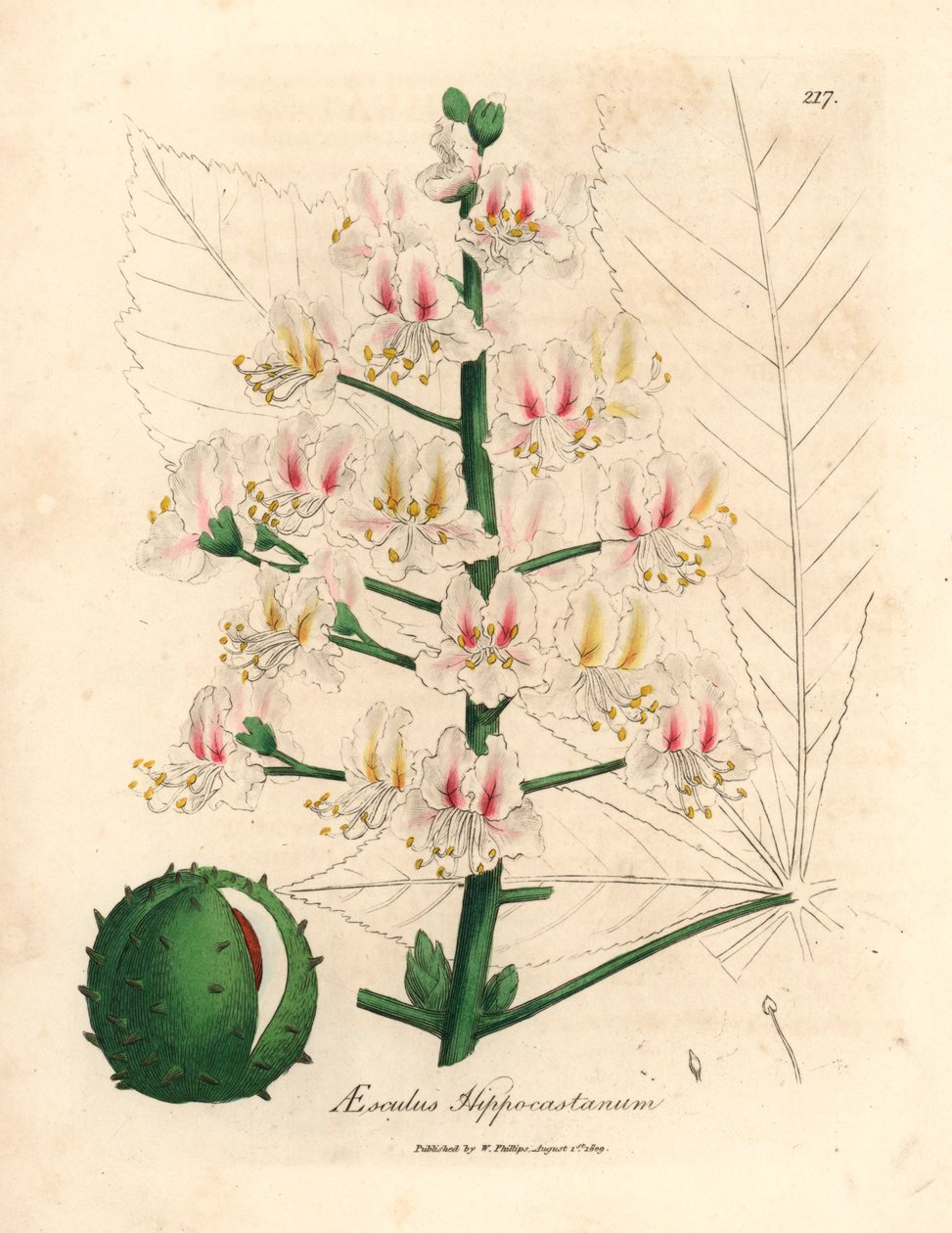 Hevoskastanjapuun, Aesculus hippocastanumin, vaaleanpunainen kukka ja hedelmä, James Sowerbyn kasvitieteellisestä kuvituksesta William Woodvillestä ja Sir William Jackson Hookerin "Medical Botany" 1832 (käsinvärinen kuparikaiverrus) tekijältä James (after) Sowerby