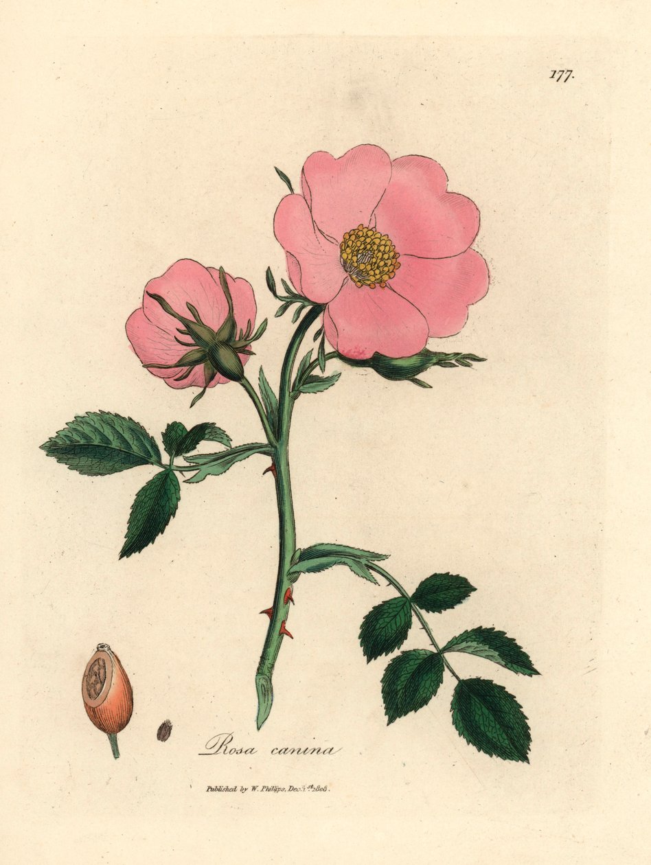 Vaaleanpunainen koiranruusu ruusunmarjolla, Rosa canina, James Sowerbyn kasvitieteellisestä kuvituksesta William Woodvillestä ja Sir William Jackson Hookerin "Medical Botany" 1832 (käsinvärinen kuparikaiverrus) tekijältä James (after) Sowerby