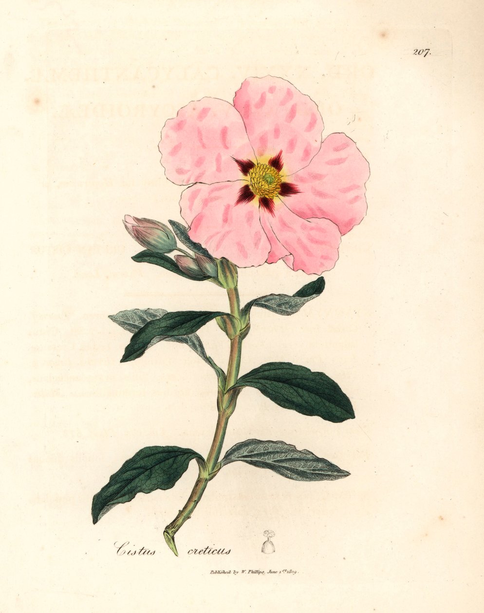 Vaaleanpunainen kukkainen kreetalainen cistus, Cistus creticus, James Sowerbyn kasvitieteellisestä kuvituksesta William Woodvillestä ja Sir William Jackson Hookerin "Medical Botany" 1832 (käsinvärinen kuparikaiverrus) tekijältä James (after) Sowerby