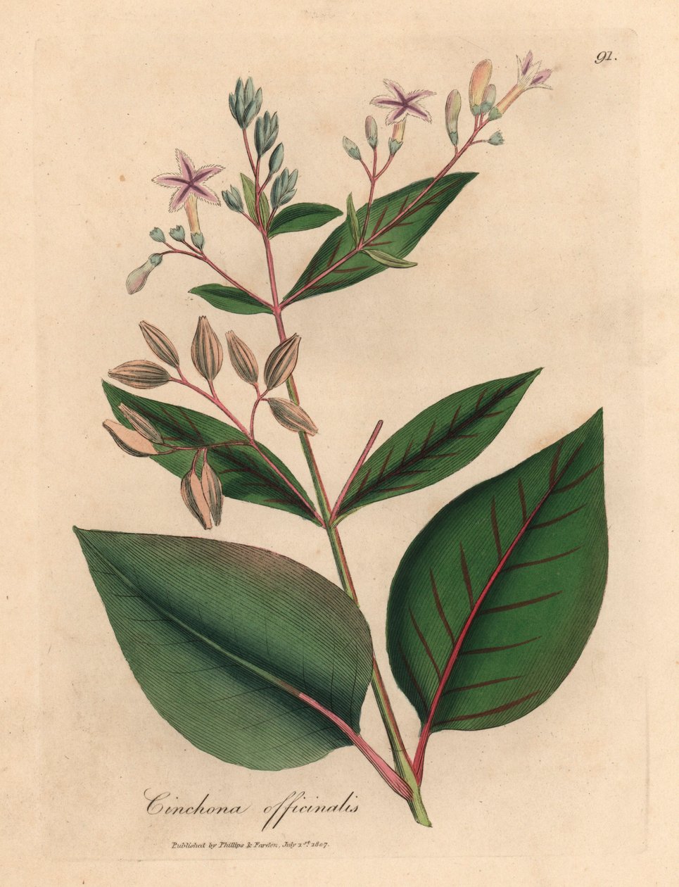 Vaaleanpunainen kukkainen perulainen kuoripuu, Cinchona officinalis, James Sowerbyn kasvitieteellisestä kuvituksesta William Woodvillestä ja Sir William Jackson Hookerin "Medical Botany" 1832 (käsinvärinen kuparikaiverrus) tekijältä James (after) Sowerby