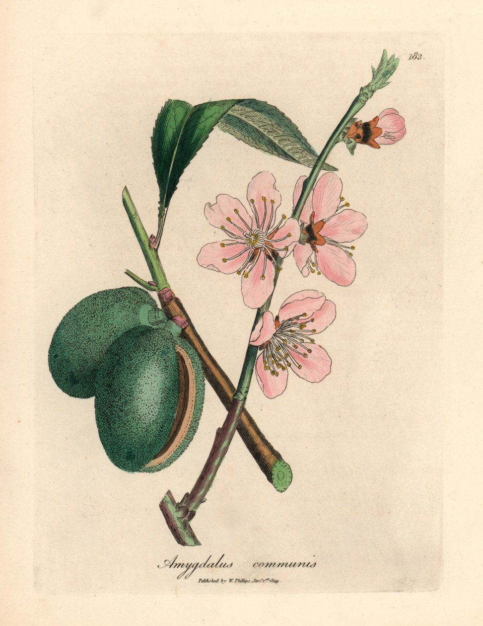Vaaleanpunainen kukkainen mantelipuu, Amygdalus communis, William Woodvillen James Sowerbyn kasvitieteellisestä kuvituksesta ja Sir William Jackson Hookerin "Medical Botany" 1832 (käsinvärinen kuparikaiverrus) tekijältä James (after) Sowerby