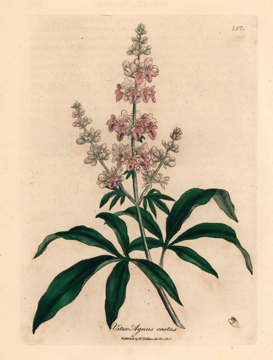 Vaaleanpunainen kukkainen puhdas puu, Vitex agnus castus, James Sowerbyn kasvitieteellisestä kuvituksesta William Woodvillestä ja Sir William Jackson Hookerin "Medical Botany" 1832 (käsinvärinen kuparikaiverrus) tekijältä James (after) Sowerby