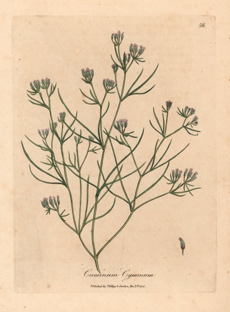 Vaaleanpunainen kukka kumina, Cuminum cyminum, William Woodvillen James Sowerbyn kasvitieteellisestä kuvituksesta ja Sir William Jackson Hookerin "Medical Botany" 1832 (käsinvärinen kuparikaiverrus) tekijältä James (after) Sowerby