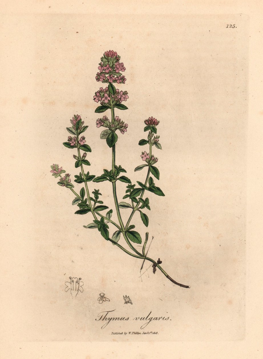 Vaaleanpunainen kukkainen puutarhatimjami, Thymus vulgaris, William Woodvillen James Sowerbyn kasvitieteellisestä kuvituksesta ja Sir William Jackson Hookerin "Medical Botany" 1832 (käsinvärinen kuparikaiverrus) tekijältä James (after) Sowerby