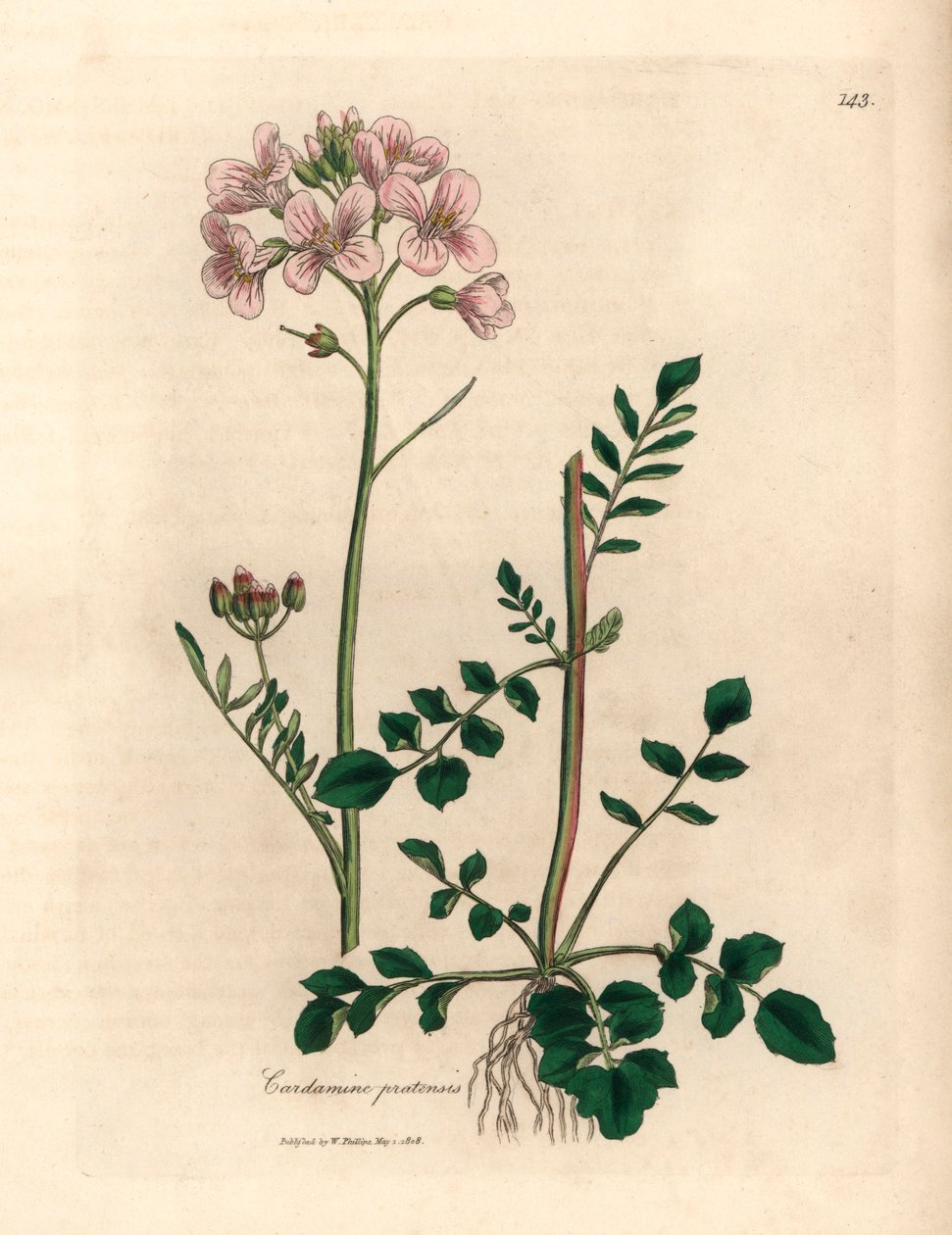 Vaaleanpunainen kukkainen naisten smokki tai kukkakukka, Cardamine pratensis, William Woodvillen James Sowerbyn kasvitieteellisestä kuvituksesta ja Sir William Jackson Hookerin "Medical Botany" 1832 (käsinvärinen kuparikaiverrus) tekijältä James (after) Sowerby