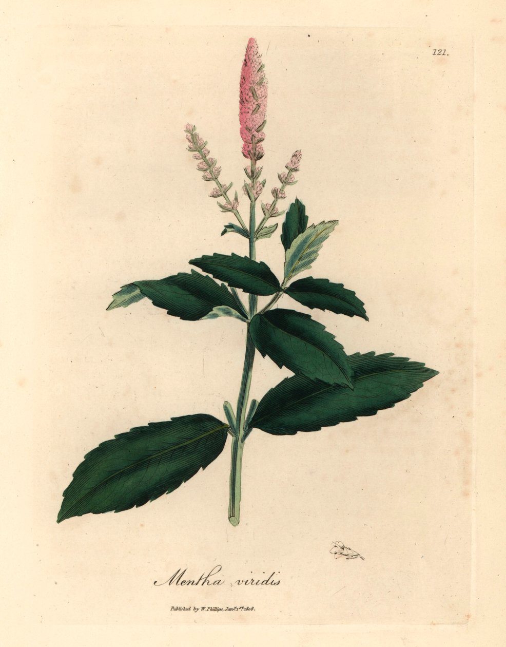 Vaaleanpunainen kukkainen viherminttu, Mentha viridis, William Woodvillen James Sowerbyn kasvitieteellisestä kuvituksesta ja Sir William Jackson Hookerin "Medical Botany" 1832 (käsinvärinen kuparikaiverrus) tekijältä James (after) Sowerby