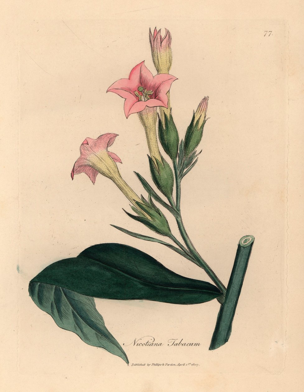 Vaaleanpunainen kukkainen tupakkakasvi, Nicotiana tabacum, William Woodvillen James Sowerbyn kasvitieteellisestä kuvituksesta ja Sir William Jackson Hookerin "Medical Botany" 1832 (käsinvärinen kuparikaiverrus) tekijältä James (after) Sowerby