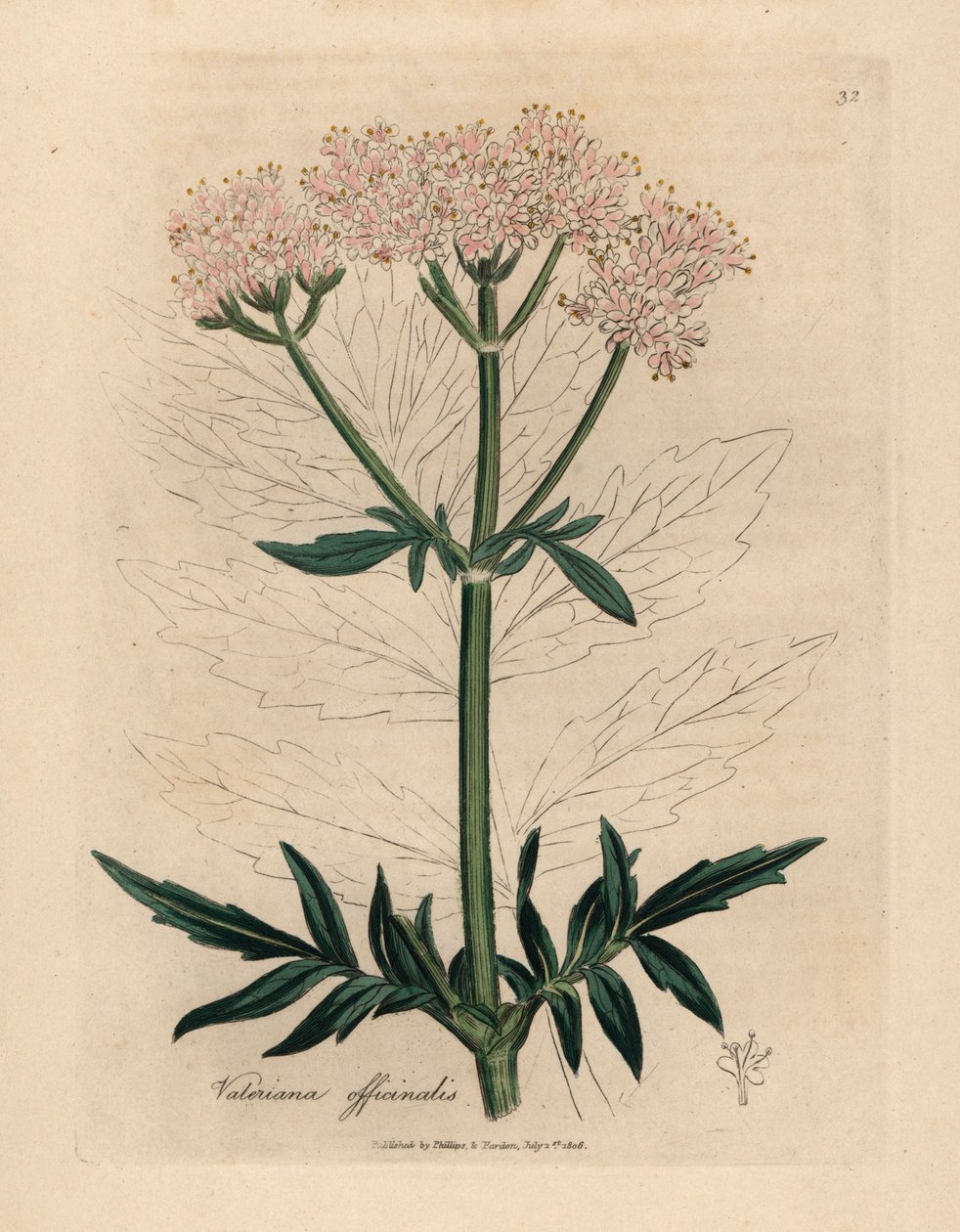 Vaaleanpunainen kukkainen valeriaana, Valeriana officinalis, James Sowerbyn kasvitieteellisestä kuvituksesta William Woodvillestä ja Sir William Jackson Hookerin "Medical Botany" 1832 (käsinvärinen kuparikaiverrus) tekijältä James (after) Sowerby