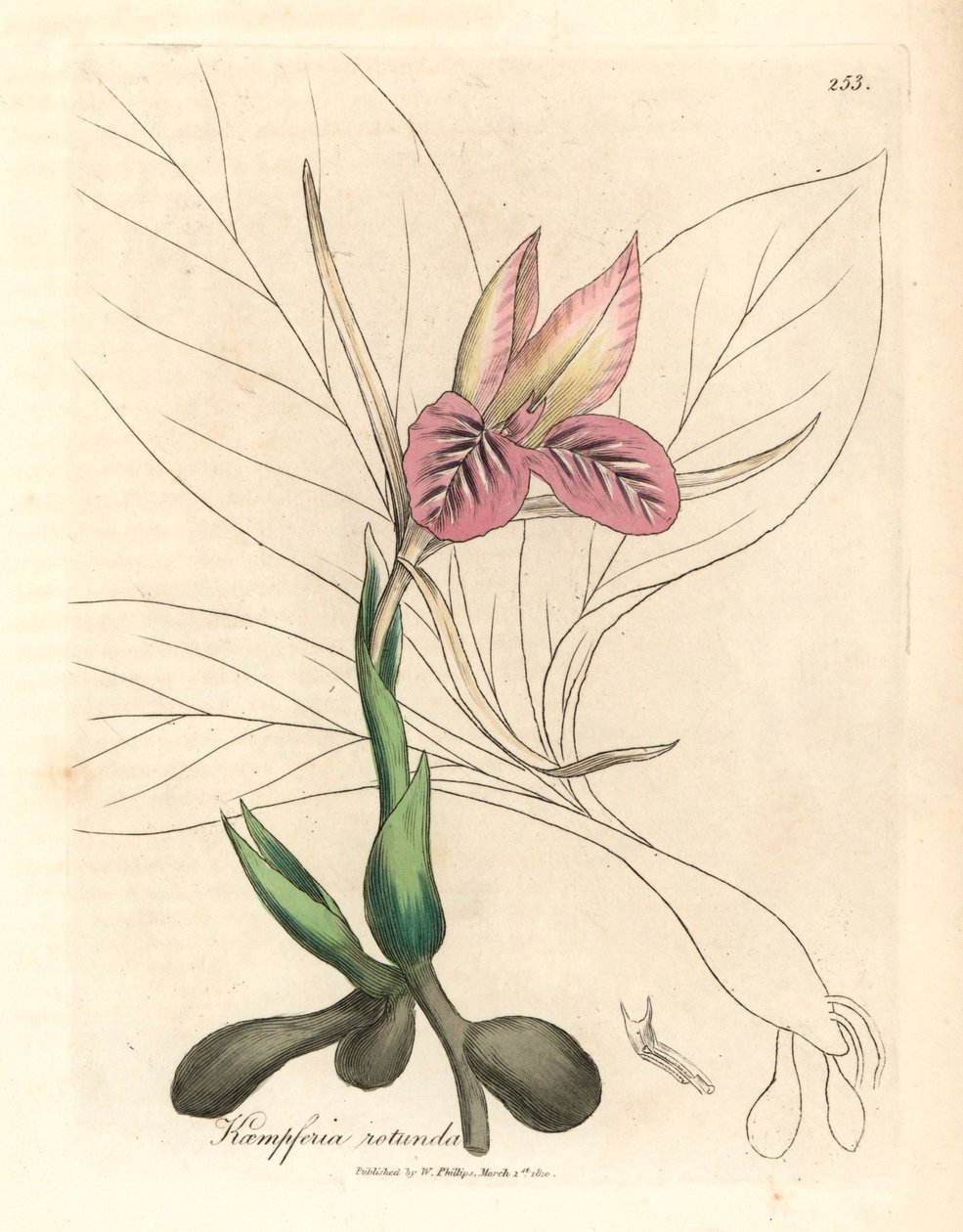 Vaaleanpunainen kukkainen zedoary, Kaempferia rotunda, William Woodvillen James Sowerbyn kasvitieteellisestä kuvituksesta ja Sir William Jackson Hookerin "Medical Botany" 1832 (käsinvärinen kuparikaiverrus) tekijältä James (after) Sowerby