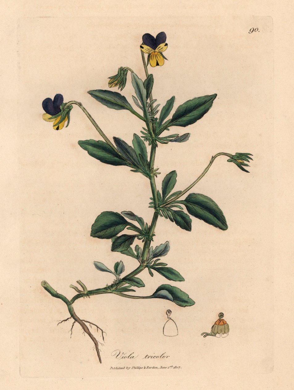 Purppura ja keltainen orvokki, Viola tricolor, William Woodvillen James Sowerbyn kasvitieteellisestä kuvituksesta ja Sir William Jackson Hookerin "Medical Botany" 1832 (käsinvärinen kuparikaiverrus) tekijältä James (after) Sowerby