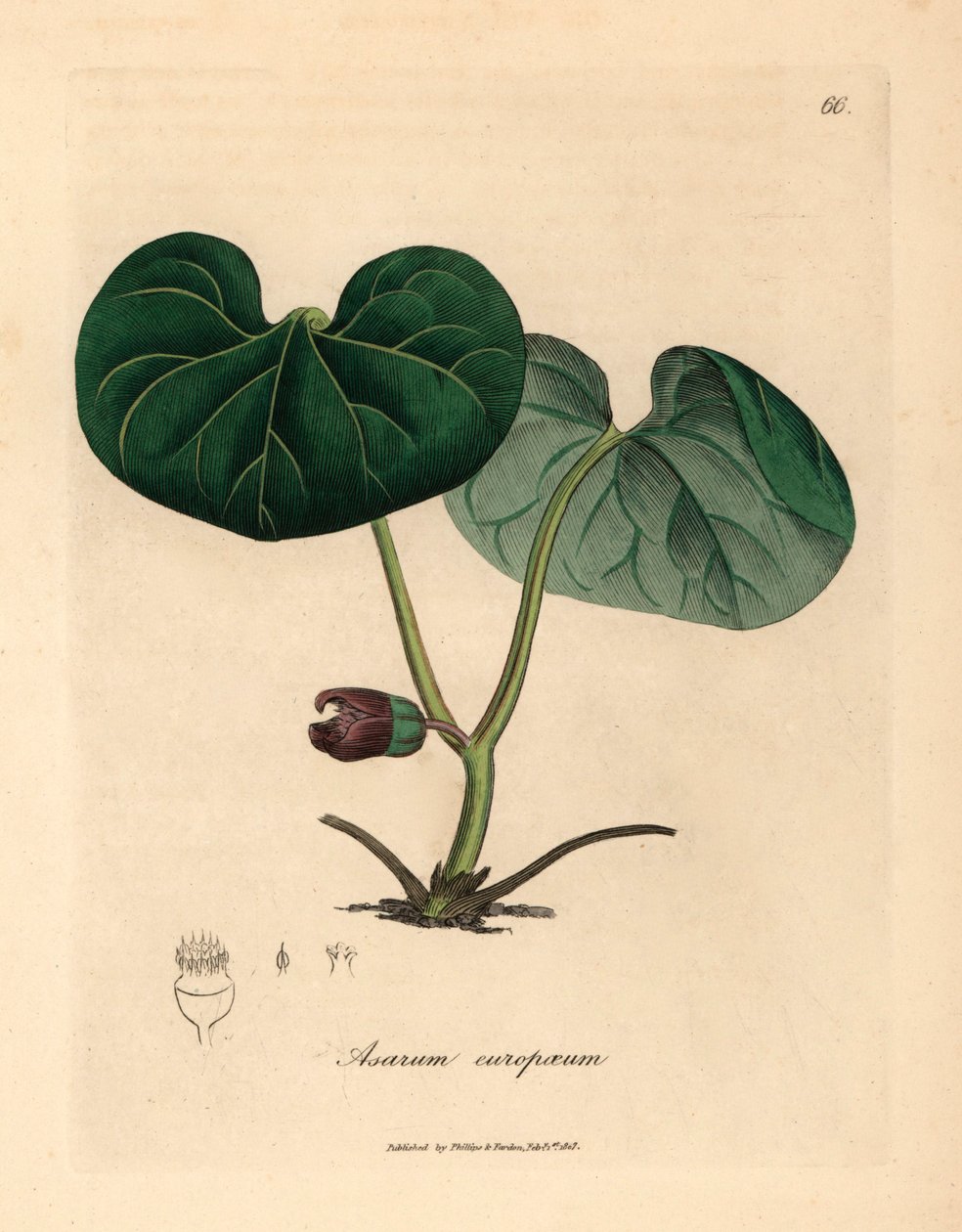 Violetti kukkainen asarabacca tai villi inkivääri, Asarum europaeum, James Sowerbyn kasvitieteellisestä kuvituksesta William Woodvillestä ja Sir William Jackson Hookerin "Medical Botany" 1832 (käsinvärinen kuparikaiverrus) tekijältä James (after) Sowerby