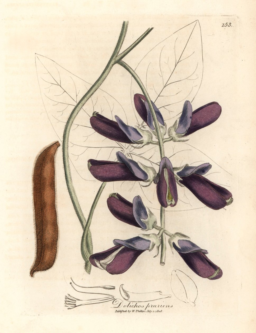 Violetti kukkainen cowhage dolichos, Dolichos pruriens, James Sowerbyn kasvitieteellisestä kuvituksesta William Woodvillesta ja Sir William Jackson Hookerin "Medical Botany" 1832 (käsinvärinen kuparikaiverrus) tekijältä James (after) Sowerby