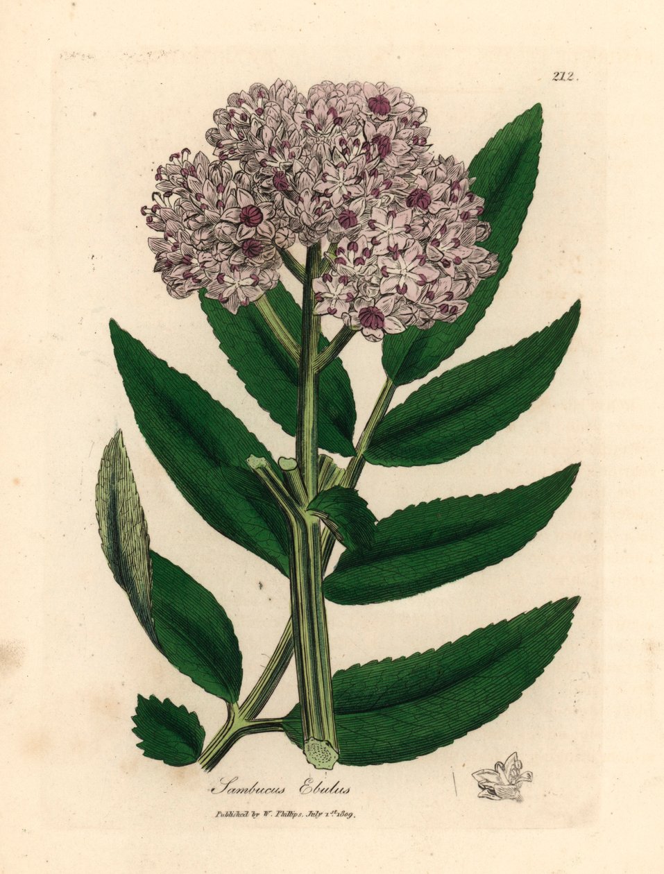 Purppuranpunainen kukkainen kääpiövanhempi, Sambucus ebulus, James Sowerbyn kasvitieteellisestä kuvituksesta William Woodvillesta ja Sir William Jackson Hookerin "Medical Botany" 1832 (käsinvärinen kuparikaiverrus) tekijältä James (after) Sowerby