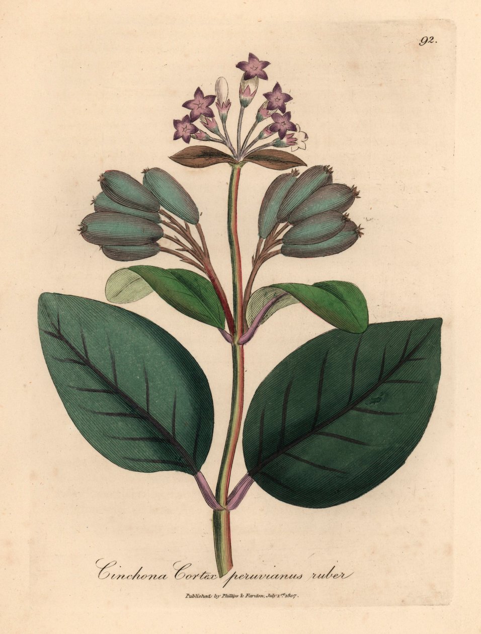 Purppurakukkainen punainen perulainen kuoripuu, Cinchona cortex peruvianus ruber, James Sowerbyn kasvitieteellisestä kuvituksesta William Woodvillesta ja Sir William Jackson Hookerin "Medical Botany" 1832 (käsinvärinen kuparikaiverrus) tekijältä James (after) Sowerby